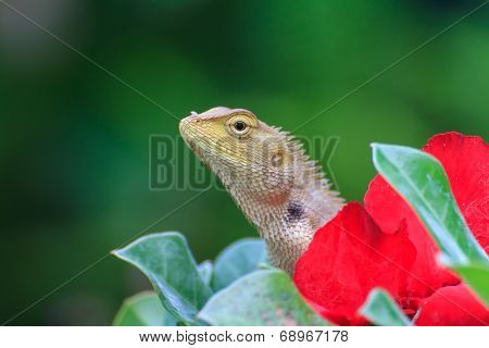 Blue lizard, brown Lizard, asian lizard or tree lizard