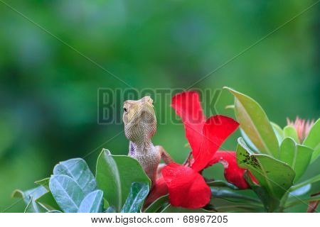 Blue lizard, brown Lizard, asian lizard or tree lizard