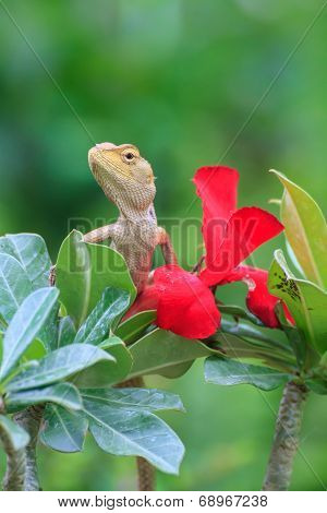 Blue lizard, brown Lizard, asian lizard or tree lizard