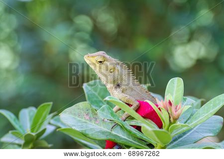 Blue lizard, brown Lizard, asian lizard or tree lizard