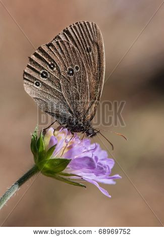 Ringlet On A Blue Flower