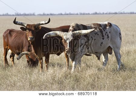 Watussi Herd Of Cattle Grazing In The Autumn Steppe