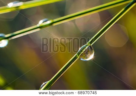 Dew Drops On Grass Stems