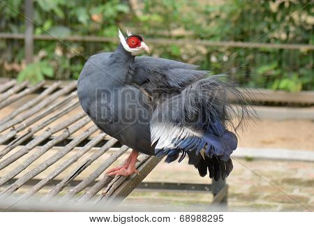 tibetan eared pheasant