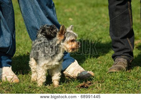 Yorkshire Dog Small Pet