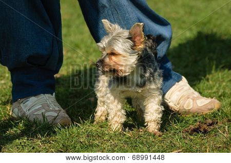 Yorkshire Dog Small Pet