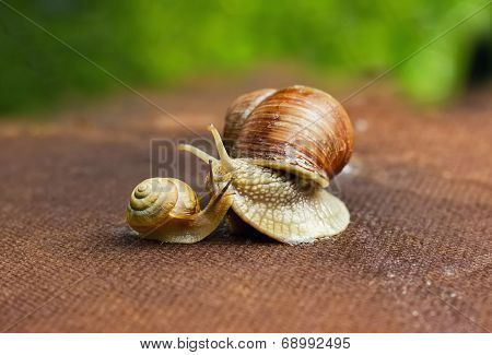 Garden Snail (helix Aspersa) With Its Baby