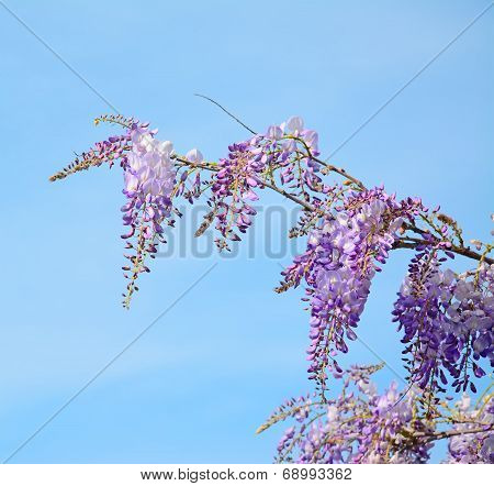 Wisteria Branch