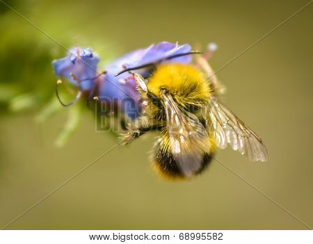 Bumblebee