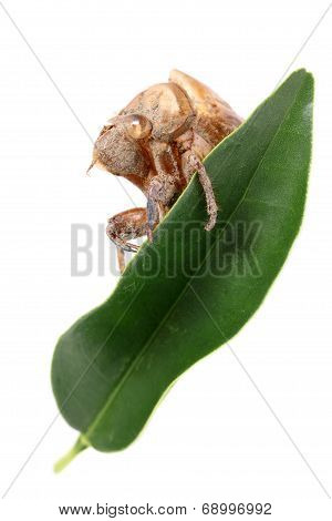 cicada slough