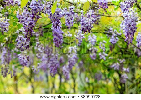 Wisteria Trellis. Great Views Of Taiwan