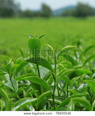 Green tea bud and leaves