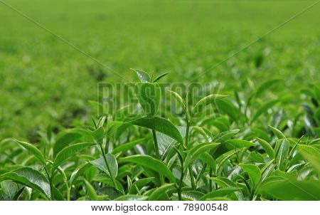 Green tea bud and leaves