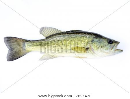 Fingerlinga Largemouth Bass