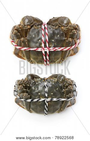 raw shanghai hairy crabs(male and female) ,dorsal side