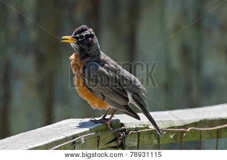 American Robin
