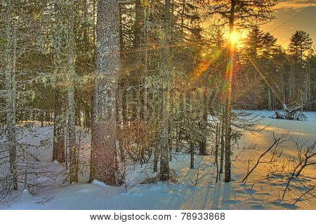Winter Sunset in Woods