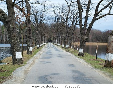 Old Tree-lined Road Between The Ponds