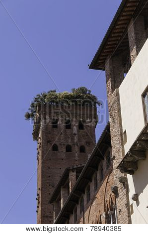 Tower Of Palazzo Guinigi In Lucca