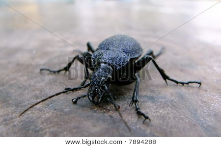 Procerus gigas