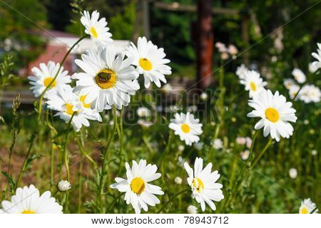 Chrysanthemum