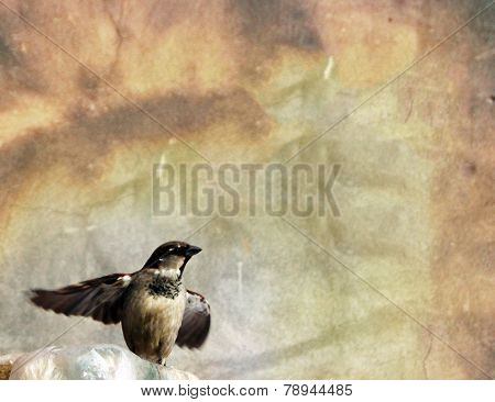 Sparrow