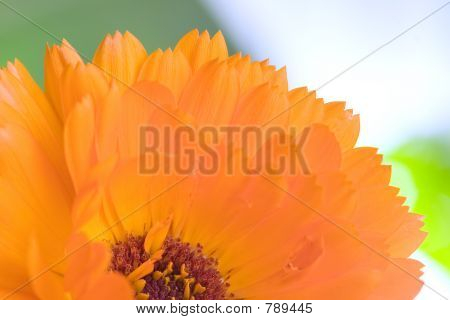 Makro flower(Calendula) pomarańczowy