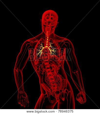 3D Medical Illustration Of The Male Bronchi