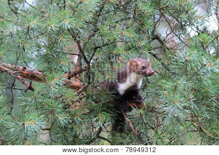Marten Beech, Lat. Martes Foina On The Pine Tree