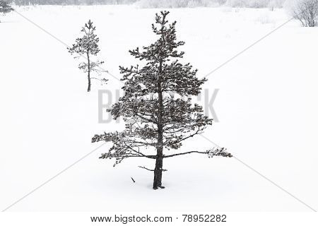 Trees In Snow