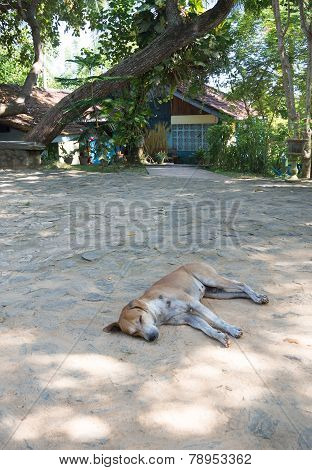 Sleeping Dog