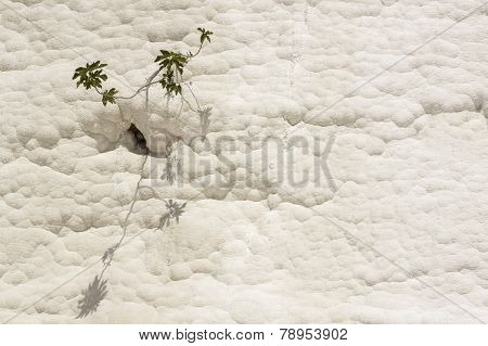 Flower On Travertine