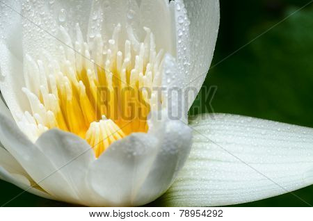 White Lotus Flower