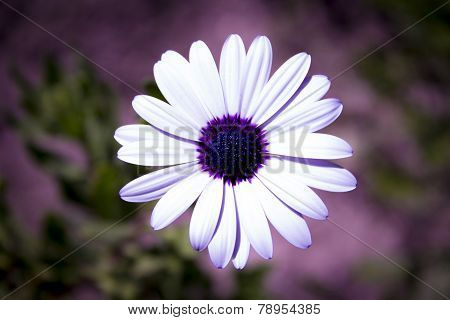 White Daisy With Purple Center