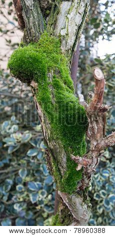 Moss Covered Trunk
