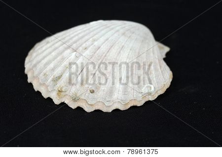 shell on black
