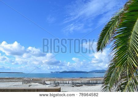Palm Branch By The Sea