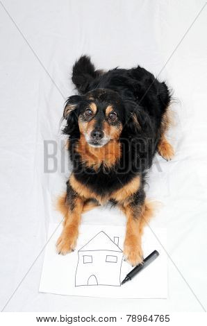 Drawing Dog