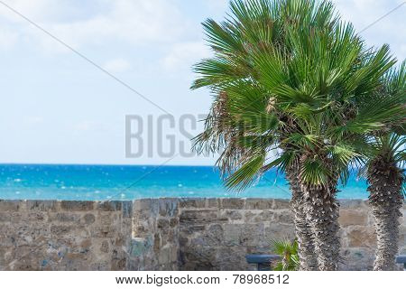 Palm Trees By Alghero Turquoise Shore