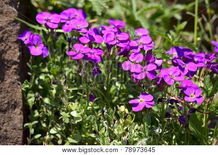 Aubrieta Flowers