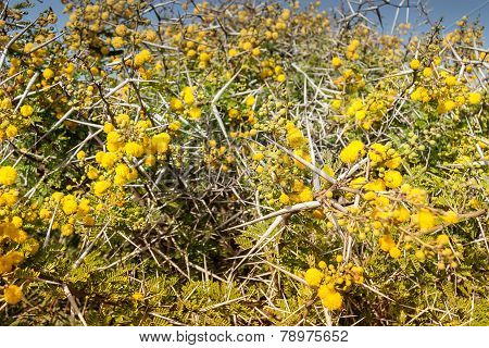 Flora of Souss Masa National Park