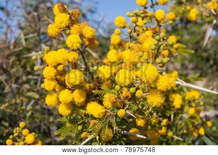 Flora of Souss Masa National Park