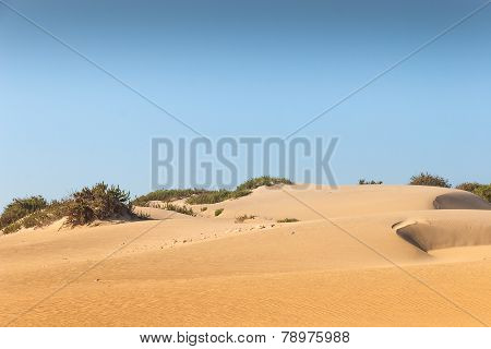 Souss Masa National Park