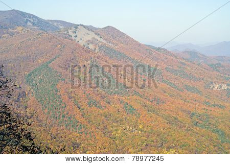 Autumn Taiga