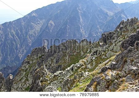 Chamois in mountains