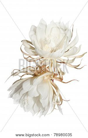 Mirabilis jalapa on white background