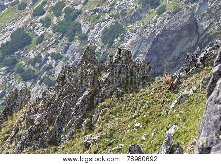 Chamois in mountains