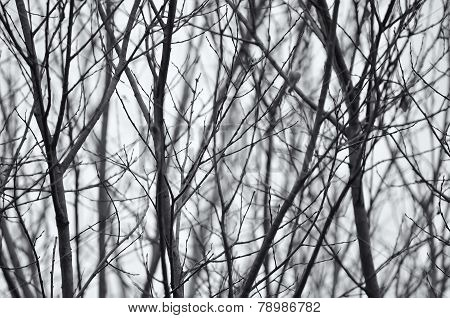 Bare Tree Branches
