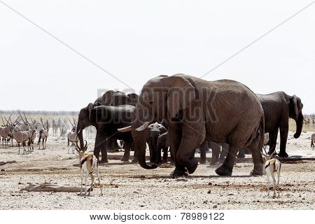 Herd Of African Elephants Drinking At A Muddy Waterhole
