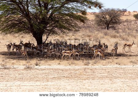 Herd Of Springbok Hiding Under A Big Acacia